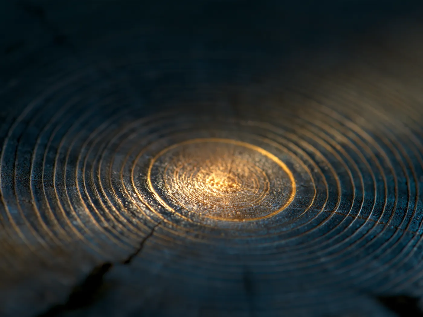 Illustration: close-up of annual growth rings in a cut tree trunk—a record that builds by staying in place